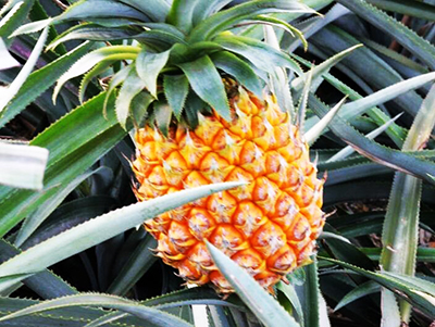 c7fw9ne3il5rmzvb0qj5a444de8f35bb