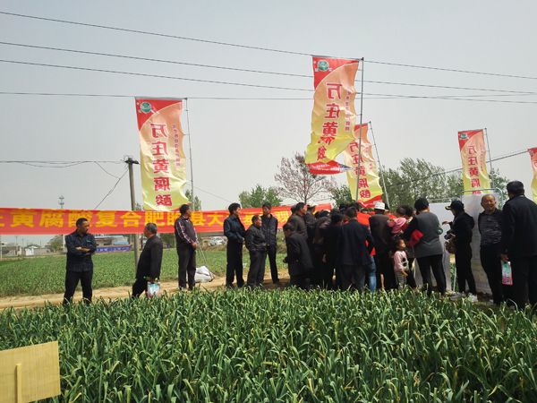 培肥养地夺高产 不妨试试黄腐酸 ——1929cc科技有限公司河南睢县大蒜观摩会