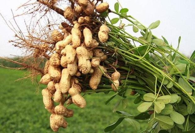 mc2xzer647d8jitkplh5a444d7cd9cc5